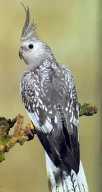 image.webp