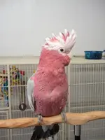 Axel 002.webp