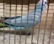 Female  - Light Blue.webp