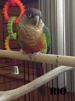 Rio.webp