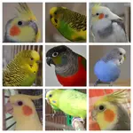 FIDS-small.webp