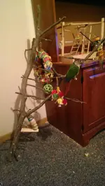 Rico Tree.webp