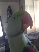 diesel plumage 1.webp