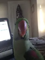 Diesel plumage 2.webp