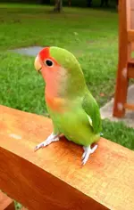 ImageUploadedByTapatalk1400095530.699864.webp