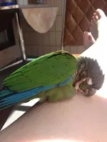 sleepyfeathers.webp