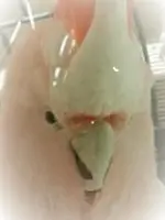 bentley closeup (2).webp