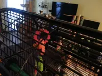 Mattie's cage top.webp