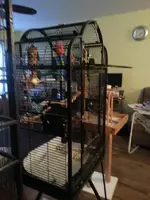 Mattie's cage  stage.webp