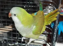 stpats.jpg.webp stpats.jpg.webp