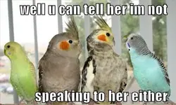 Funny-Birds-23.webp