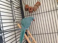 ImageUploadedByTapatalk1401665853.218006.webp