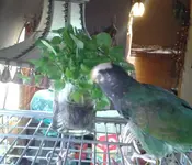 JimmyWatercress2.webp