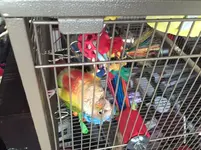 Skittles hanging.webp