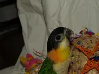 Easter Birds 090.webp