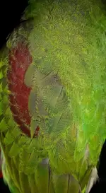 image.webp