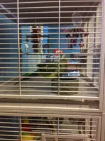 ImageUploadedByTapatalk1403323163.590788.webp ImageUploadedByTapatalk1403323163.590788.webp