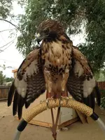 Birds 025.webp