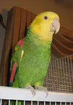 Bobo1.webp