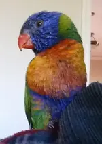 Abbilorikeet.webp