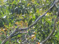 Elegant Parrot Perched.webp