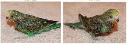 Parakeet 1 and 2.jpg