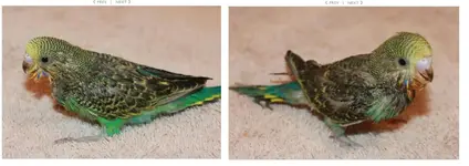 Parakeet 1 and 2.webp