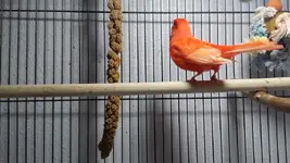 Bird 018.webp