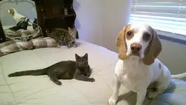 Ryder, Junebug and Doodlebug.webp