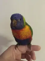 lorikeet 005.webp