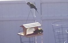 quakers at bird feeder2.jpg
