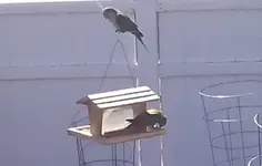 quakers at bird feeder2.webp