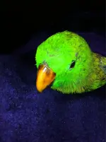 ImageUploadedByTapatalk1406941844.427053.webp