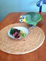 kiwilunch.webp