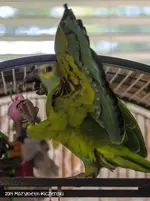 mopar_playing_8.webp