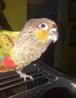 Funny_Feathers.webp