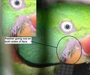 My Parrot 130615-1.webp