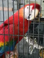 Phoenix.webp Phoenix.webp