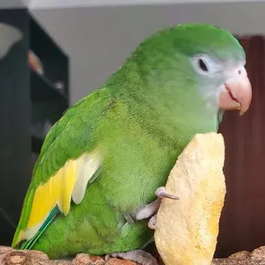 Bebe parakeet 2025