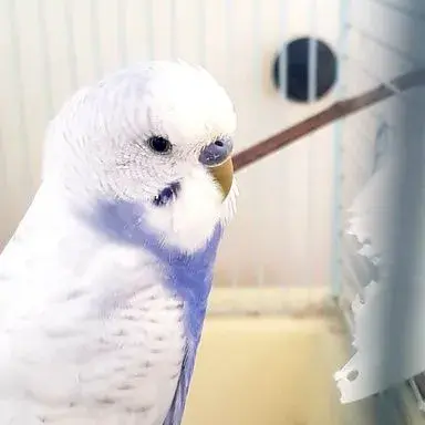 Budgie losing feathers on sales head
