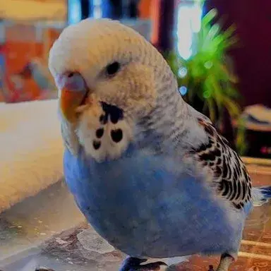 Female budgie attacking sales male