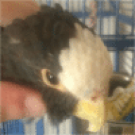Prevue Hendryx Silverado Macaw Bird Cage