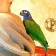 https://www.parrotforums.com/data/avatars/l/21/21132.jpg?1628712428