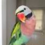https://www.parrotforums.com/data/avatars/l/30/30822.jpg?1628712515