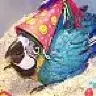 LadyMacaw
