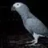 bhooti