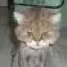 naja