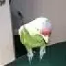 boncoh