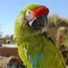 ArizonaParrots