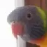 charlie_lorikeet